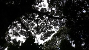 Kapiti Island canopy